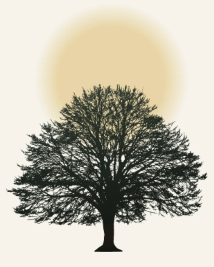 A tree in full canopy under a low sun, the Growing Tall Agency emblem
